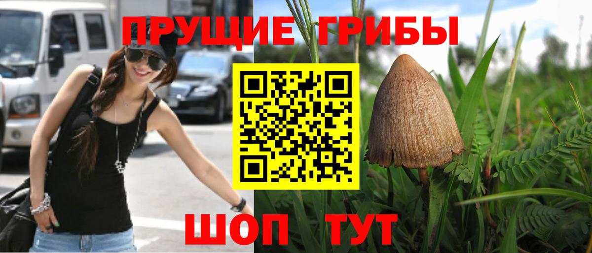 Псилоцибиновые грибы Cubensis  Псилоцибиновые грибы прущие грибы  Новокубанск 